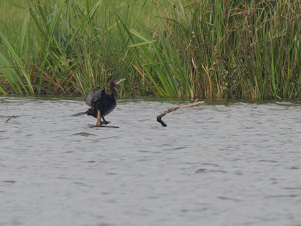Pygmy cormorant (Microcarbo pygmaeus)